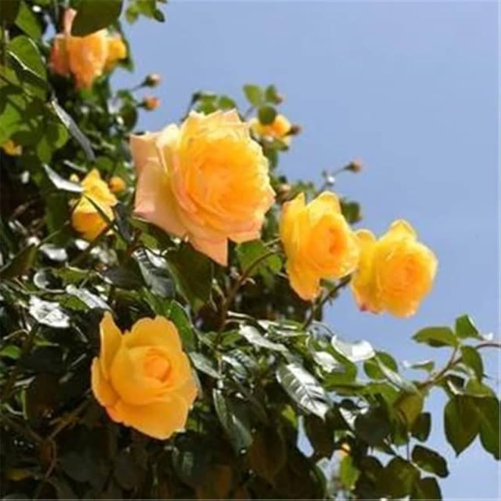 Rose hybrida Gelbe Bush flower seeds for planting in backyard garden or flowering hedge borders