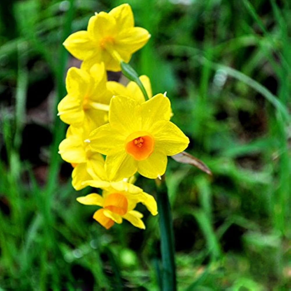 Daffodil – Narcissus pseudonarcissus flower seeds for planting