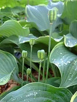 Pink Fritillaria Flower Seeds for Planting – NON GMO Seeds Dhara Seeds