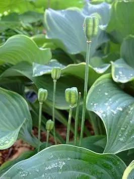 Pink Fritillaria Flower Seeds for Planting – NON GMO Seeds Dhara Seeds