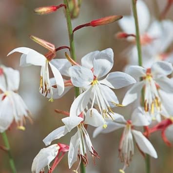 Lindheimeri Flower Seeds for Planting - 100 pcs for planting in your garden.