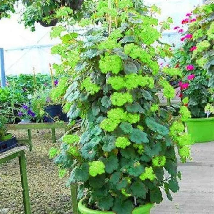 Green Climbing Geranium Flower Seeds - Heirloom & Non-GMO Seeds for planting Dhara Seeds
