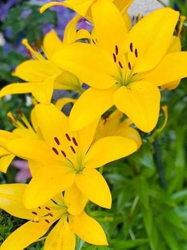 Double Lily Lilium spp Bulbs for Planting in Garden