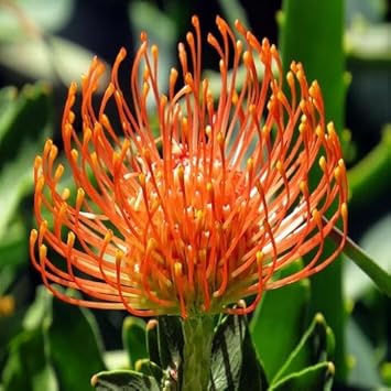 Orange Protea Flower Seeds for Planting - 100