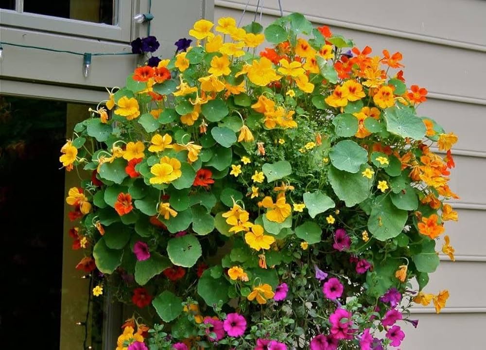 Alaska Mix Nasturtium Tropaeolum majus flower seeds for balcony garden and planting