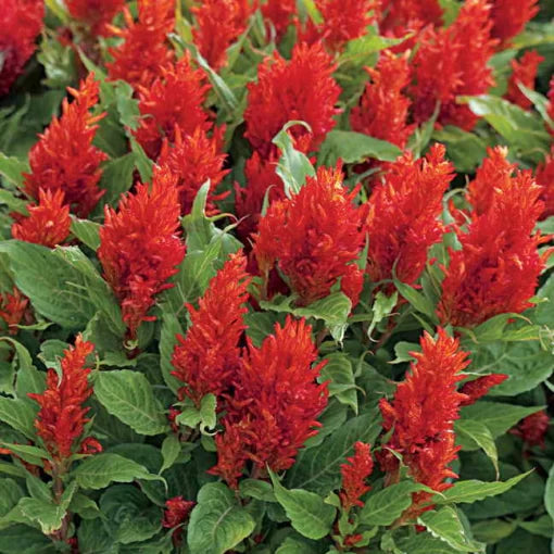 Arrabona Red Celosia Seeds Fiery Red Plume Celosia Variety High Germination Garden Seeds heirloom non-gmo seeds