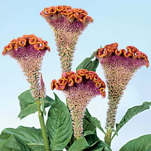 Fiora Deep Gold Cockscomb Seeds Bombay Golden Crested Celosia High ...