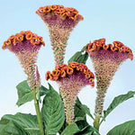 Fiora Deep Gold Cockscomb Seeds Bombay Golden Crested Celosia High Germination Garden Seeds heirloom non-gmo seeds