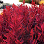 Dragon s Breath Celosia Seeds Fiery Red Plume Celosia High Germination Garden Seeds heirloom non-gmo seeds