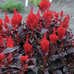 China Town Celosia Seeds Bright Red-Gold Textured Celosia Variety High Germination Garden Seeds heirloom non-gmo seeds