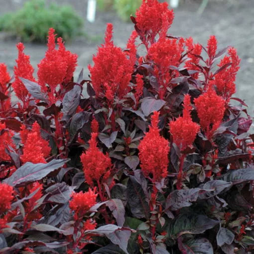 China Town Celosia Seeds Bright Red-Gold Textured Celosia Variety High Germination Garden Seeds heirloom non-gmo seeds