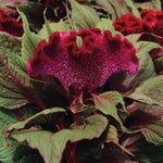 Dracula Celosia Seeds Deep Burgundy-Black Celosia Plumes High Germination Garden Seeds heirloom non-gmo seeds