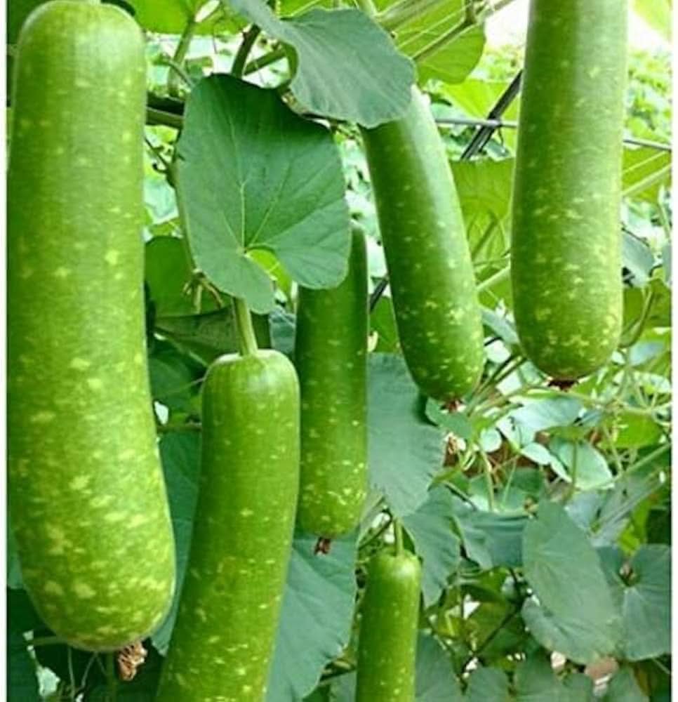 Calabash - Gourd for planting in home garden