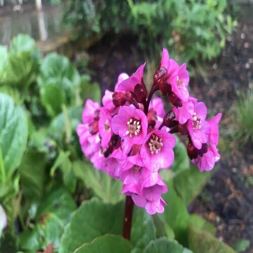 Pink Bergenia Flower - Heirloom, Non - Gmo Seeds