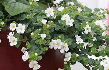 Bacopa Colgantes Flower Seeds for Planting, 100 seeds for planting in home garden