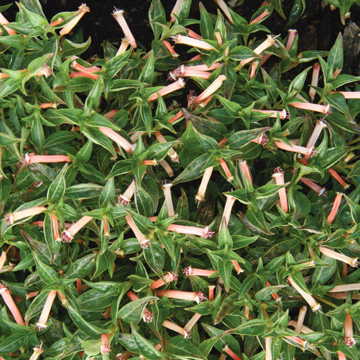 Matchmaker Pink Cuphea Seeds Compact Pink Cuphea for Pollinator Gardens High Germination Garden Seeds heirloom non-gmo seeds