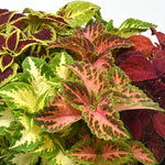 Select Improved Coleus Seeds Colorful Wizard Style Foliage High Germination Garden Seeds heirloom non-gmo seeds