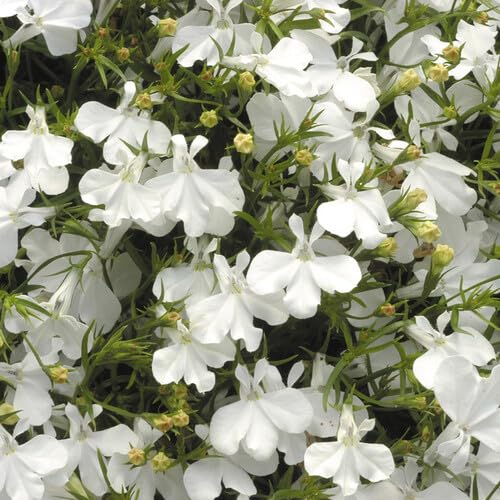 White Lobelia Regatta Flower - Heirloom, Non - Gmo Seeds