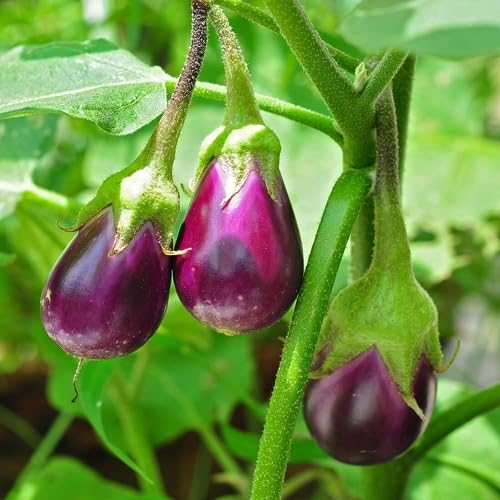 Purple Eggplant - Heirloom, Non - Gmo Seeds