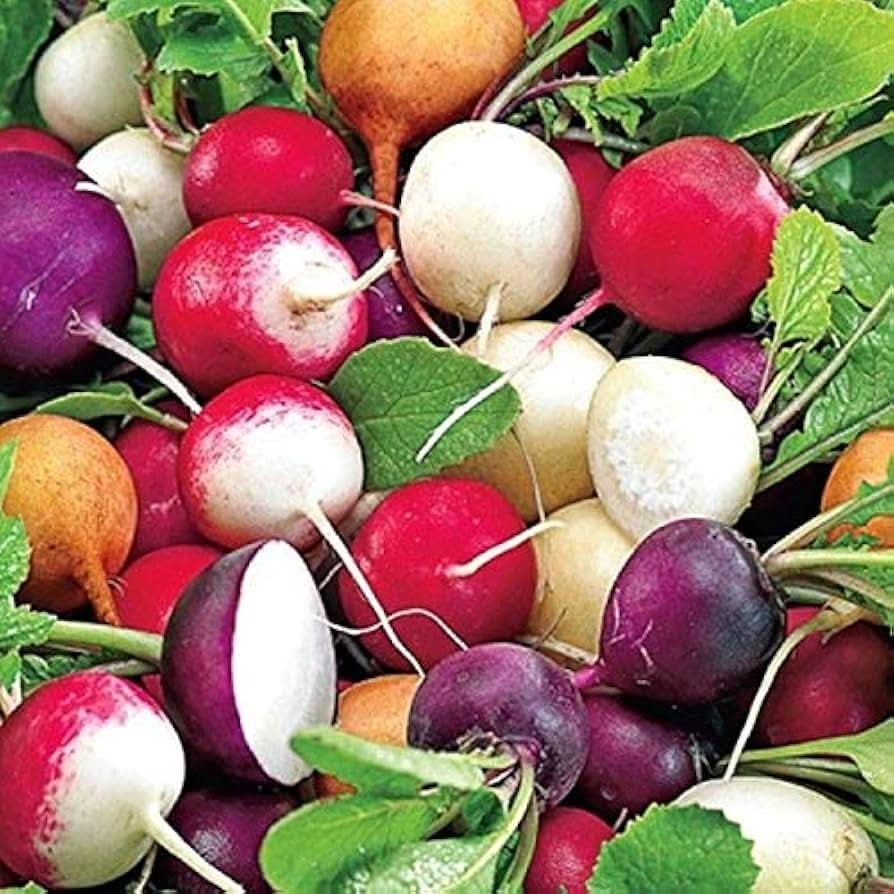 Gourmet Blend Radish seeds producing a colorful variety of crunchy, spicy radishes in red, purple, white, and golden hues