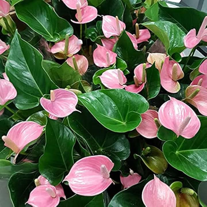 Anthurium Flower Seeds for Planting