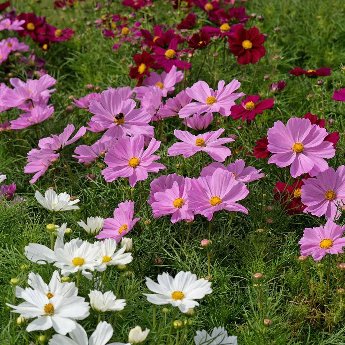 Cosmos Seeds - Apollo Lovesong