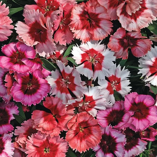 Super Parfait Dianthus Seeds Multi-Color Fragrant Garden Pinks High Germination Garden Seeds heirloom non-gmo seeds