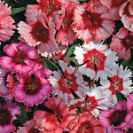 flowers high quality flower seeds for growing vibrant and colorful blooms in home gardens and landscapes organic flowers premium organic flower seeds for sustainable gardening and beautiful blossoms suitable for all climates