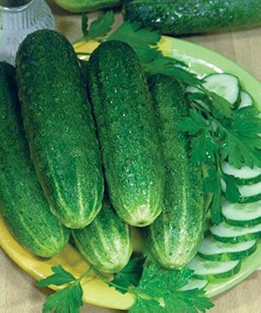 Cucumber Parizhskiy Kornishon Cucumis sativus vegetable seeds for planting in vertical garden or container garden