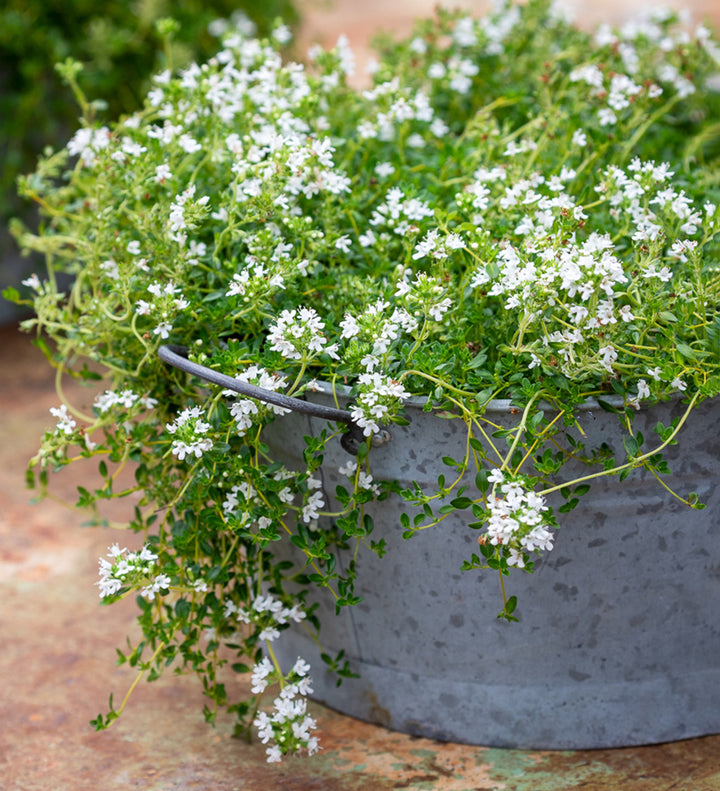 Creeping White Flower Seeds for Planting – Organic, Heirloom, Non-GMO Garden Seeds