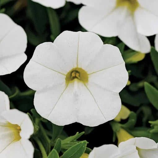 White Calibrachoa Seeds White Calibrachoa Seeds Trailing Mini Petunia Seeds for Hanging Pots High Germination Garden Seeds pure white calibrachoa seeds trailing white petunia type seeds white balcony basket flower seeds heirloom non-gmo seeds