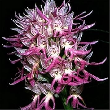 Purple Pyramid Monkey Orchid flower seeds – heirloom, non-GMO seeds for planting
