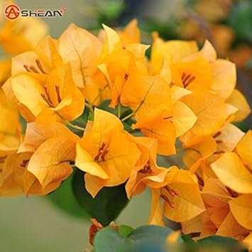 Yellow Bougainvillea Seeds for Planting – Organic, Heirloom, Non-GMO Flowers
