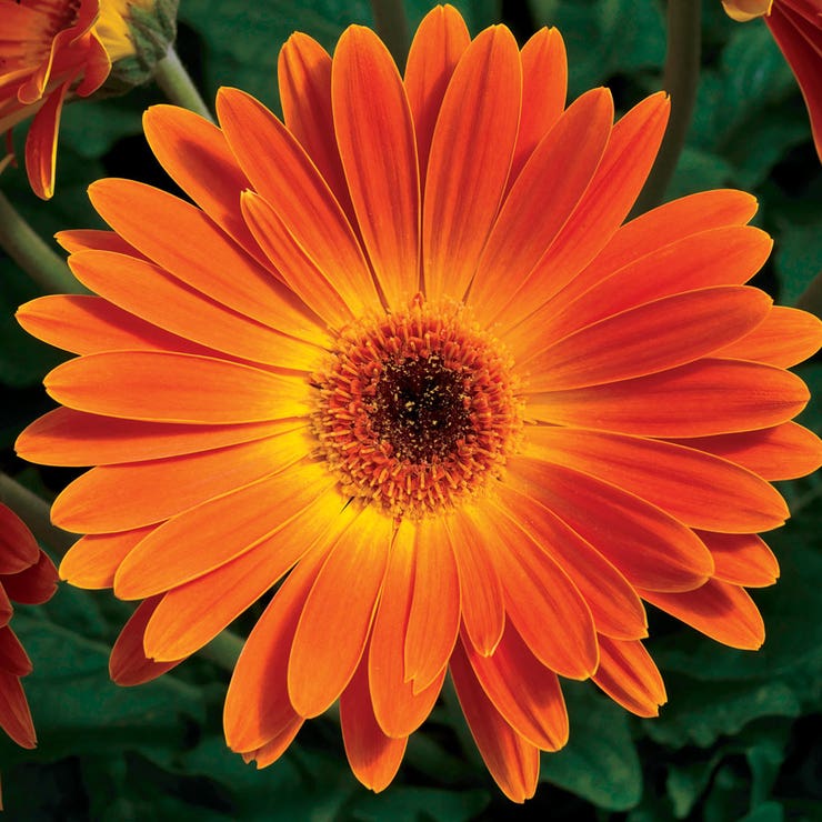 flowers high quality flower seeds for growing vibrant and colorful blooms in home gardens and landscapes organic flowers premium organic flower seeds for sustainable gardening and beautiful blossoms suitable for all climates