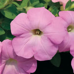Radiance Lilac Shades Petunia Seeds Soft Lilac Tone Petunia High Germination Garden Seeds heirloom non-gmo seeds
