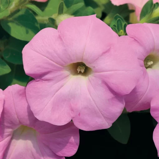 Radiance Lilac Shades Petunia Seeds Soft Lilac Tone Petunia High Germination Garden Seeds heirloom non-gmo seeds