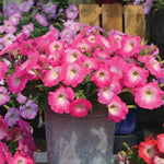 Pink Morn Petunia Seeds Radiance Soft Pink Morning Petunias High Germination Garden Seeds heirloom non-gmo seeds