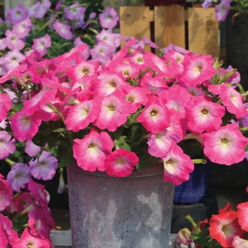 Pink Morn Petunia Seeds Radiance Soft Pink Morning Petunias High Germination Garden Seeds heirloom non-gmo seeds