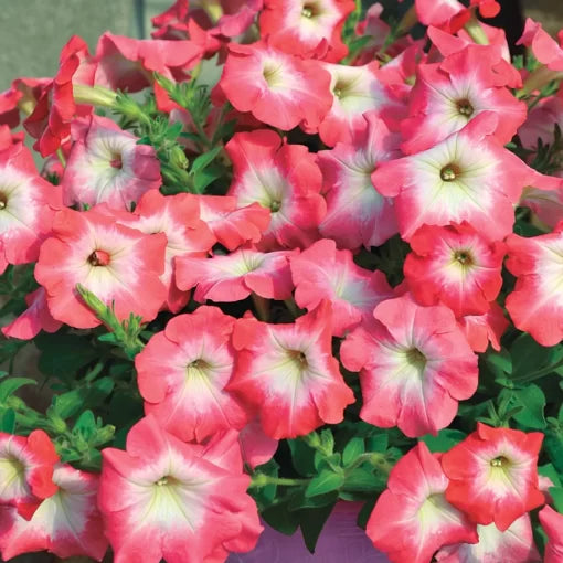 Radiance Salmon Morn Petunia Seeds Salmon Pink Morning Petunia High Germination Garden Seeds heirloom non-gmo seeds