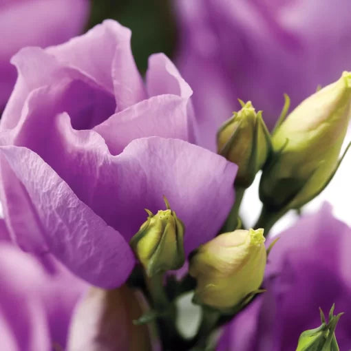 Lavender Lisianthus Seeds Charisma Lavender Double Lisianthus High Germination Garden Seeds heirloom non-gmo seeds