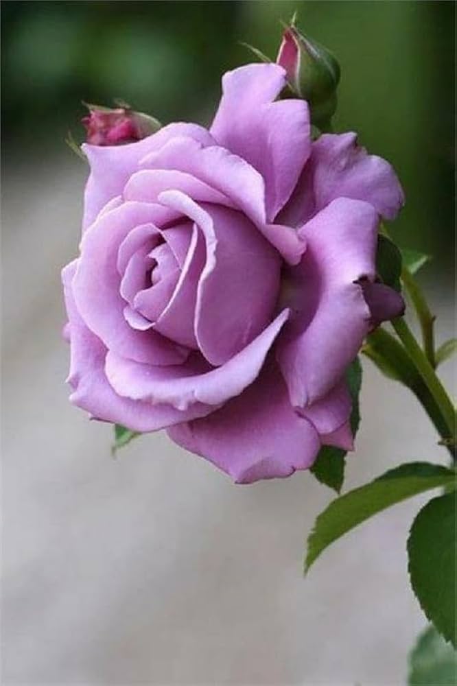 Lavender Rose Seeds for Planting Rosa spp. for flower beds and fragrant gardens