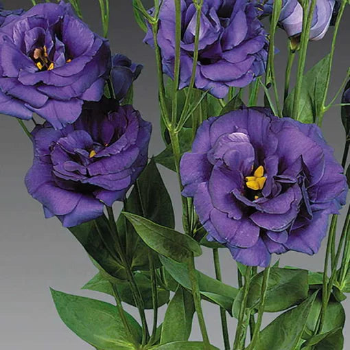 Blue Lisianthus Seeds Charisma Series Soft Blue Blooms High Germination Garden Seeds heirloom non-gmo seeds