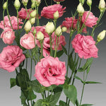 Rose Lisianthus Seeds Charisma Soft Rose Double Lisianthus High Germination Garden Seeds heirloom non-gmo seeds