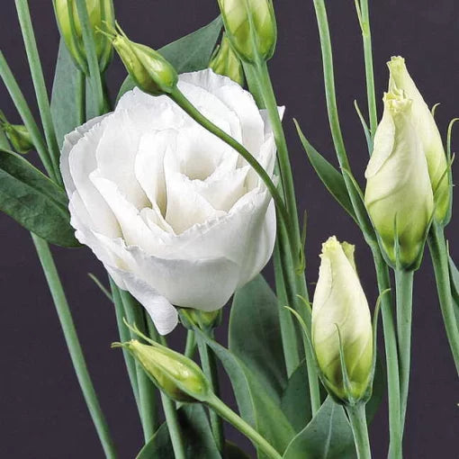 Charisma White Lisianthus Seeds Elegant Pure White Lisianthus Blooms High Germination Garden Seeds heirloom non-gmo seeds