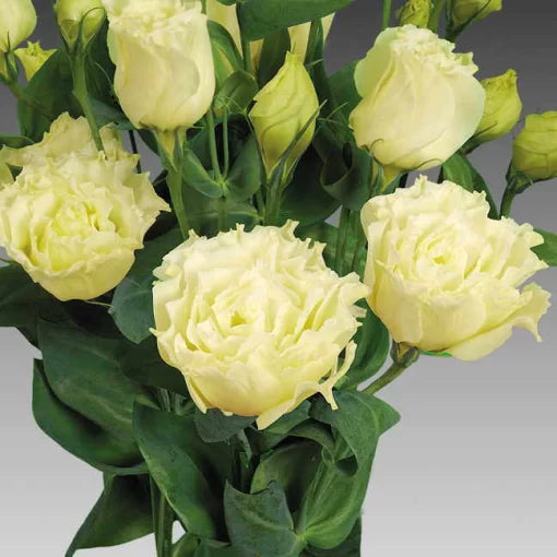 Yellow Lisianthus Seeds Charisma Bright Yellow Double Lisianthus High Germination Garden Seeds heirloom non-gmo seeds
