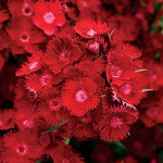 Rockin Red Dianthus Seeds Bright Red Fragrant Dianthus Flowers High Germination Garden Seeds heirloom non-gmo seeds