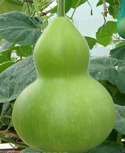 Giant Bottle Gourd Seeds