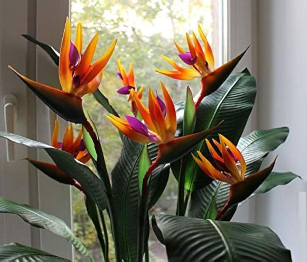 Bird of Paradise Strelitzia reginae Flower Seeds for Planting in tropical home gardens