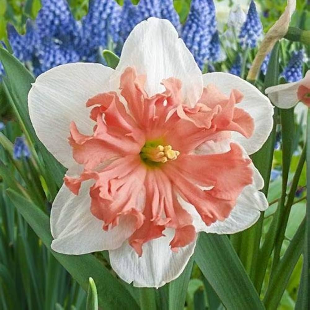 Daffodil Narcissus Pseudonarcissus Double Petal Flower Seeds for Planting – Known for Radiation Absorption and Spring Blooms