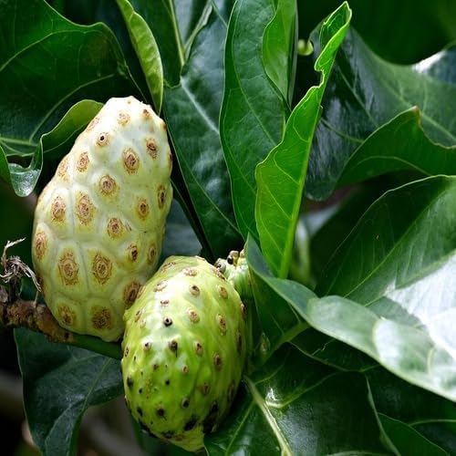 Green Noni Fruit - Heirloom, Non - Gmo Seeds